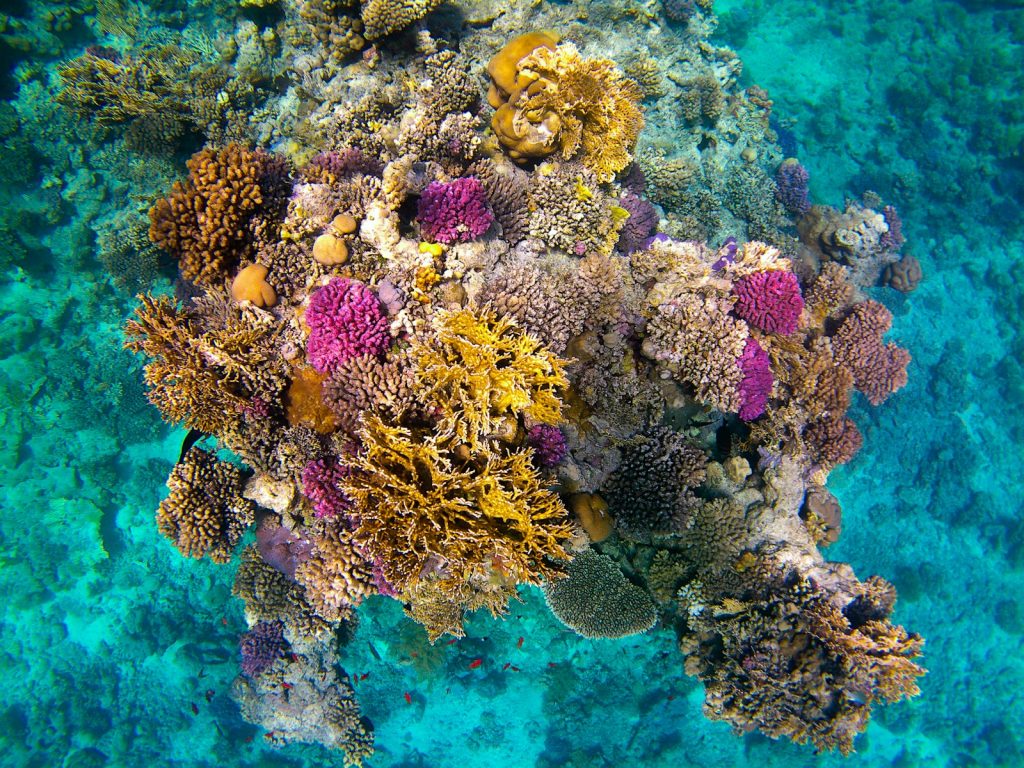 A Komodo Phinisi Expedition (from Bali)