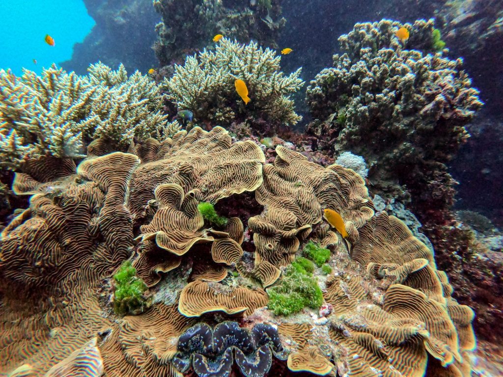 Best Snorkelling Spots on a Bali Phinisi Sail